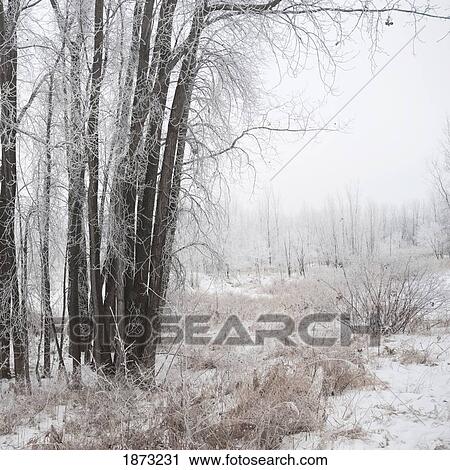 Stock Image - winnipeg, manitoba, canada; snow covering the trees and long grass in winter. Fotosearch