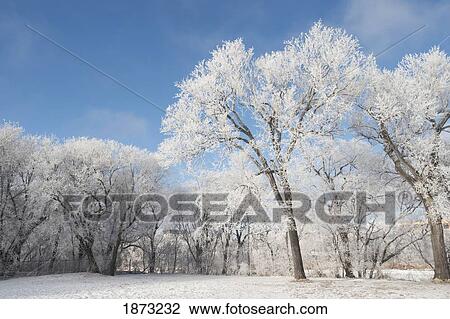 winnipeg, manitoba, canada; snow covering the trees in winter View Large Photo Image Stock Image - winnipeg, manitoba, canada; snow covering the trees in winter. Fotosearch