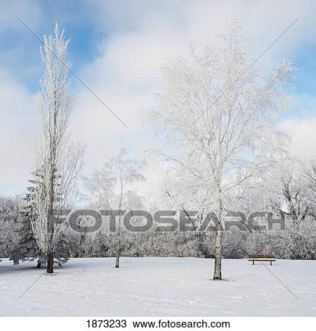 Winnipeg Manitoba Canada Snow Covering The Trees And A Park