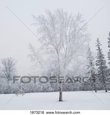 Stock Photo - winnipeg, manitoba, canada; snow covered trees in winter. Fotosearch