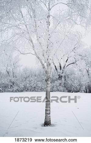 winnipeg, manitoba, canada; snow covered trees View Large Photo Image Stock Photo - winnipeg, manitoba, canada; snow covered trees. Fotosearch