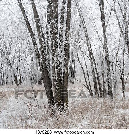 winnipeg, manitoba, canada; snow covering the trees and grass in the winter View Large Photo Image Stock Photo - winnipeg, manitoba, canada; snow covering the trees and grass in the winter. Fotosearch