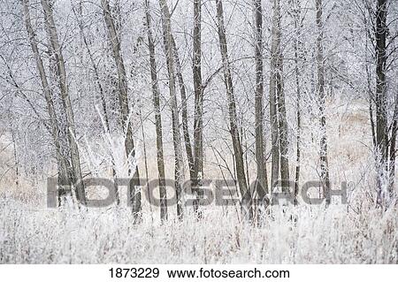 winnipeg, manitoba, canada; snow covering the trees and grass in winter View Large Photo Image Stock Photo - winnipeg, manitoba, canada; snow covering the trees and grass in winter. Fotosearch