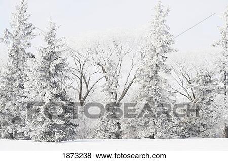 Stock Photo - winnipeg, manitoba, canada; snow covered trees. Fotosearch