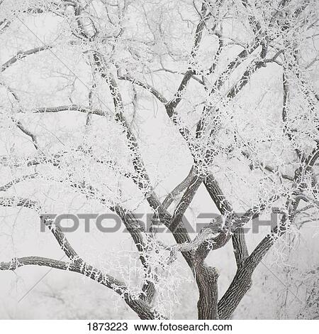 winnipeg, manitoba, canada; tree branches covered in snow View Large Photo Image Stock Image - winnipeg, manitoba, canada; tree branches covered in snow. Fotosearch