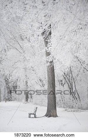 winnipeg, manitoba, canada; trees and a park bench covered in snow View Large Photo Image Stock Image - winnipeg, manitoba, canada; trees and a park bench covered in snow. Fotosearch
