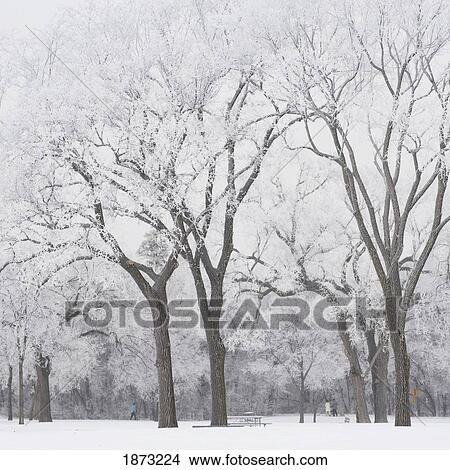 Picture - winnipeg, manitoba, canada; trees covered in snow. Fotosearch
