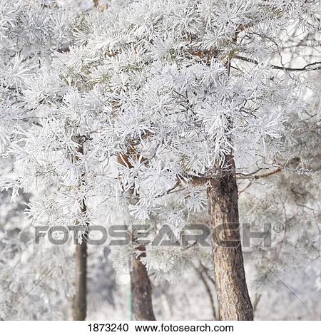 winnipeg, manitoba, canada; trees covered in snow View Large Photo Image Stock Image - winnipeg, manitoba, canada; trees covered in snow. Fotosearch