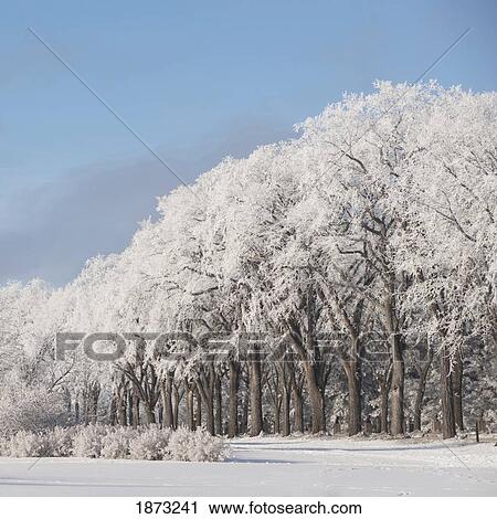 winnipeg, manitoba, canada; trees covered in snow in the winter View Large Photo Image Stock Image - winnipeg, manitoba, canada; trees covered in snow in the winter. Fotosearch