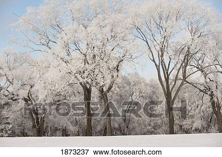 winnipeg, manitoba, canada; trees covered in snow in winter View Large Photo Image Stock Photo - winnipeg, manitoba, canada; trees covered in snow in winter. Fotosearch