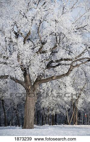 winnipeg, manitoba, canada; trees covered in snow in the winter View Large Photo Image Stock Photo - winnipeg, manitoba, canada; trees covered in snow in the winter. Fotosearch
