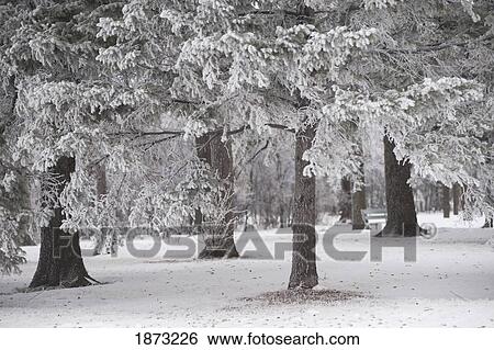 winnipeg, manitoba, canada; trees covered in snow View Large Photo Image Stock Photograph - winnipeg, manitoba, canada; trees covered in snow. Fotosearch
