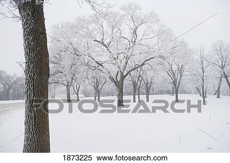 winnipeg, manitoba, canada; trees covered in snow View Large Photo Image Stock Photography - winnipeg, manitoba, canada; trees covered in snow. Fotosearch