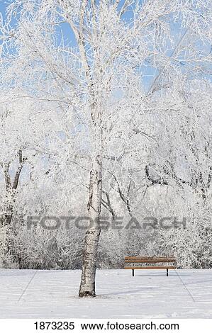 winnipeg, manitoba, canada; trees covered in snow and a park bench in winter View Large Photo Image Stock Photography - winnipeg, manitoba, canada; trees covered in snow and a park bench in winter. Fotosearch