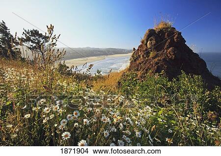 Picture - yaquina head, oregon, united states of america; summer flowers along the coast. Fotosearch