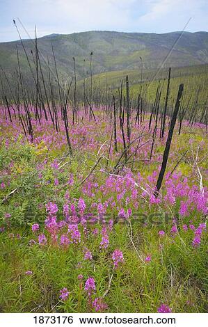 yukon territory, canada; fireweed, or rosebay willowherb (epilobium angustifolium) in the dawson mountains View Large Photo Image Stock Photograph - yukon territory, canada; fireweed, or rosebay willowherb (epilobium angustifolium) in the dawson mountains. Fotosearch