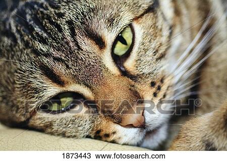 a cat View Large Photo Image Stock Image - a cat. Fotosearch
