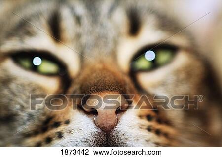Stock Image - a cat's face. Fotosearch
