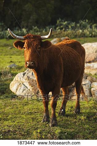 a cow View Large Photo Image Stock Photo - a cow. Fotosearch