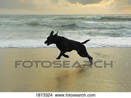 Picture - a dog running on the beach. Fotosearch