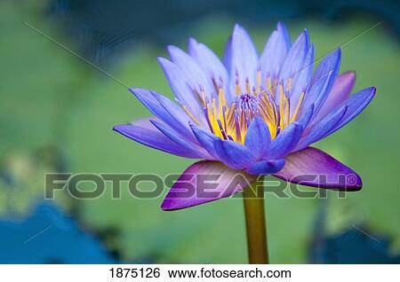 a lotus flower (nelumbo nucifera) View Large Photo Image Stock Photograph - a lotus flower (nelumbo nucifera). Fotosearch