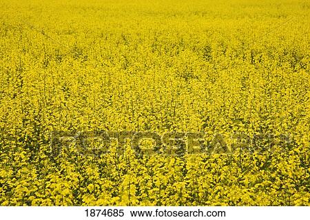 Stock Photography - alberta, canada; a canola field. Fotosearch