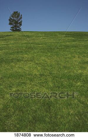 alberta, canada; a lone tree in a field View Large Photo Image Stock Photo - alberta, canada; a lone tree in a field. Fotosearch