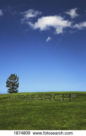 alberta, canada; a lone tree in a field View Large Photo Image Stock Photo - alberta, canada; a lone tree in a field. Fotosearch