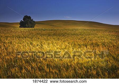 alberta, canada; a tree in a wheat field View Large Photo Image Stock Image - alberta, canada; a tree in a wheat field. Fotosearch