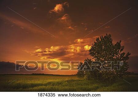 Stock Photography - alberta, canada; a tree in the glow of a sunset. Fotosearch