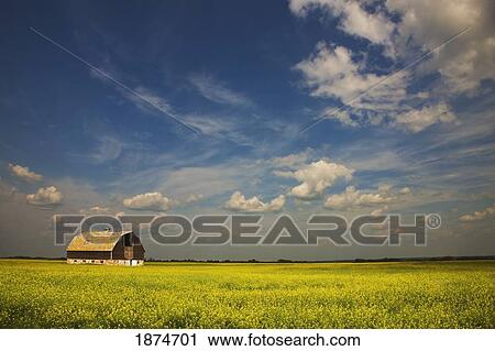 Stock Image - alberta, canada; an old barn in a field. Fotosearch