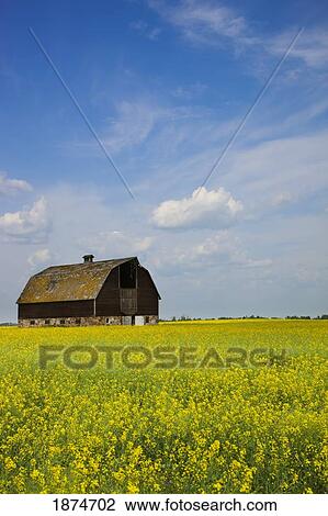 Stock Image - alberta, canada; an old barn in a field. Fotosearch