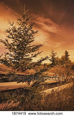 alberta, canada; an old wooden fence with overgrown grass and trees View Large Photo Image Stock Photo - alberta, canada; an old wooden fence with overgrown grass and trees. Fotosearch