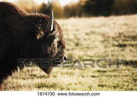 alberta, canada; buffalo View Large Photo Image Stock Image - alberta, canada; buffalo. Fotosearch
