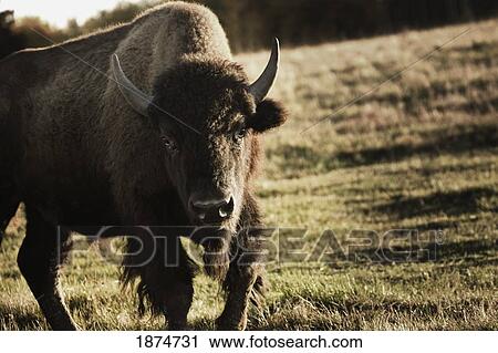 Stock Image - alberta, canada; buffalo. Fotosearch