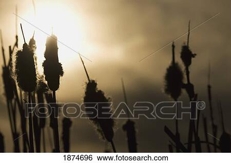 alberta, canada; cattail (typha) at sunset View Large Photo Image Stock Photograph - alberta, canada; cattail (typha) at sunset. Fotosearch