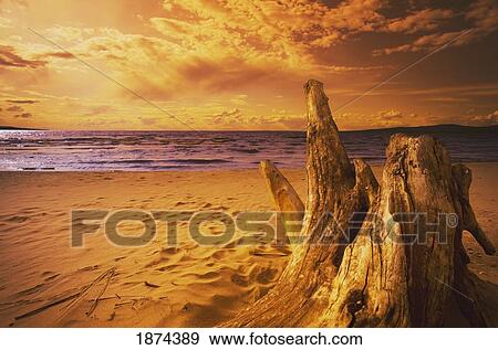 alberta, canada; driftwood on a beach at sunset View Large Photo Image Stock Photo - alberta, canada; driftwood on a beach at sunset. Fotosearch
