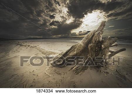 Picture - alberta, canada; driftwood on the beach. Fotosearch