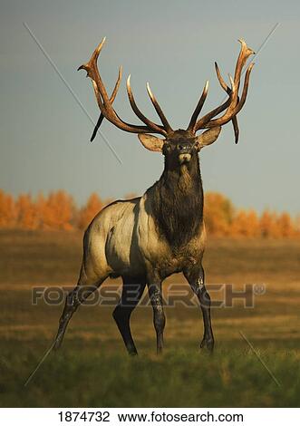 Stock Image - alberta, canada; elk (cervus canadensis). Fotosearch