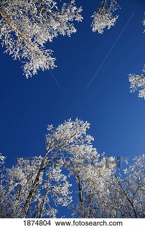 alberta, canada; frost on the trees in winter View Large Photo Image Picture - alberta, canada; frost on the trees in winter. Fotosearch