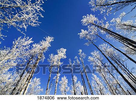 Stock Photograph - alberta, canada; frost on the trees in winter. Fotosearch