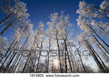 Stock Photography - alberta, canada; frost on the trees in winter. Fotosearch