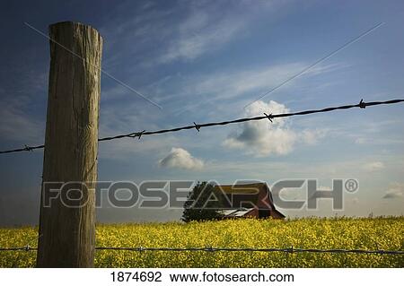 Stock Image - alberta, canada; view of an old barn through a barbed wire fence. Fotosearch