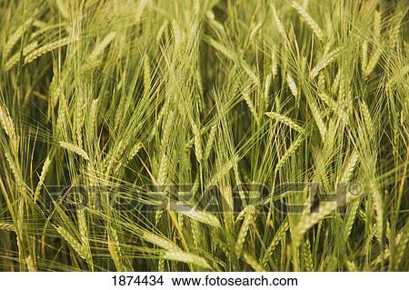 alberta, canada; wheat in a field View Large Photo Image Picture - alberta, canada; wheat in a field. Fotosearch