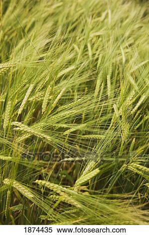 alberta, canada; wheat in a field View Large Photo Image Stock Photography - alberta, canada; wheat in a field. Fotosearch