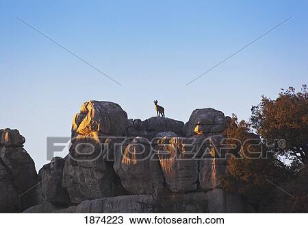 antequera, malaga, spain; spanish wild goat (capra pyrenaica) in el torcal park nature reserve View Large Photo Image Stock Image - antequera, malaga, spain; spanish wild goat (capra pyrenaica) in el torcal park nature reserve. Fotosearch