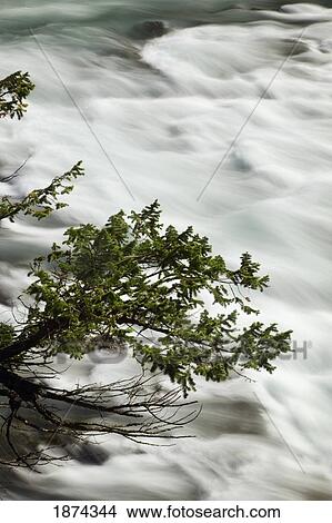 Picture - banff, alberta, canada; a tree hanging out over flowing water. Fotosearch