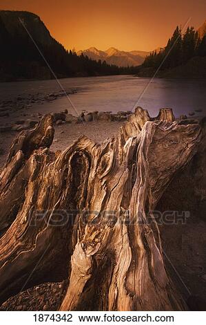banff, alberta, canada; driftwood and a mountain river at sunset View Large Photo Image Stock Image - banff, alberta, canada; driftwood and a mountain river at sunset. Fotosearch