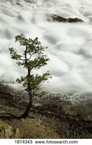 banff, alberta, canada; tree at a river bank with water flowing View Large Photo Image Stock Image - banff, alberta, canada; tree at a river bank with water flowing. Fotosearch