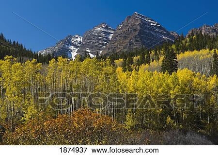 colorado, united states of america; mountain ash, aspen, and the maroon bells mountains in autumn in maroon bells wilderness, white river national forest View Large Photo Image Stock Photo - colorado, united states of america; mountain ash, aspen, and the maroon bells mountains in autumn in maroon bells wilderness, white river national forest. Fotosearch
